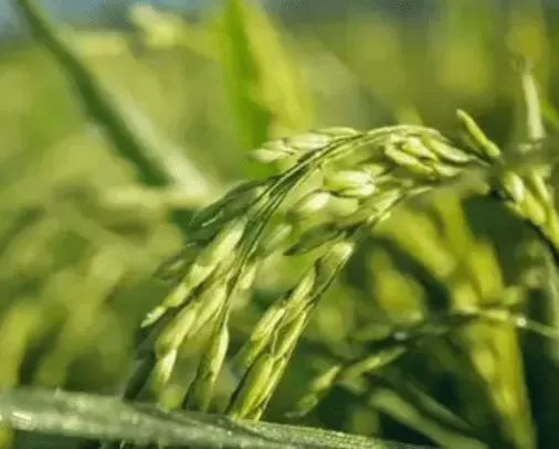 Delta Rice: Flying High, Water Low
